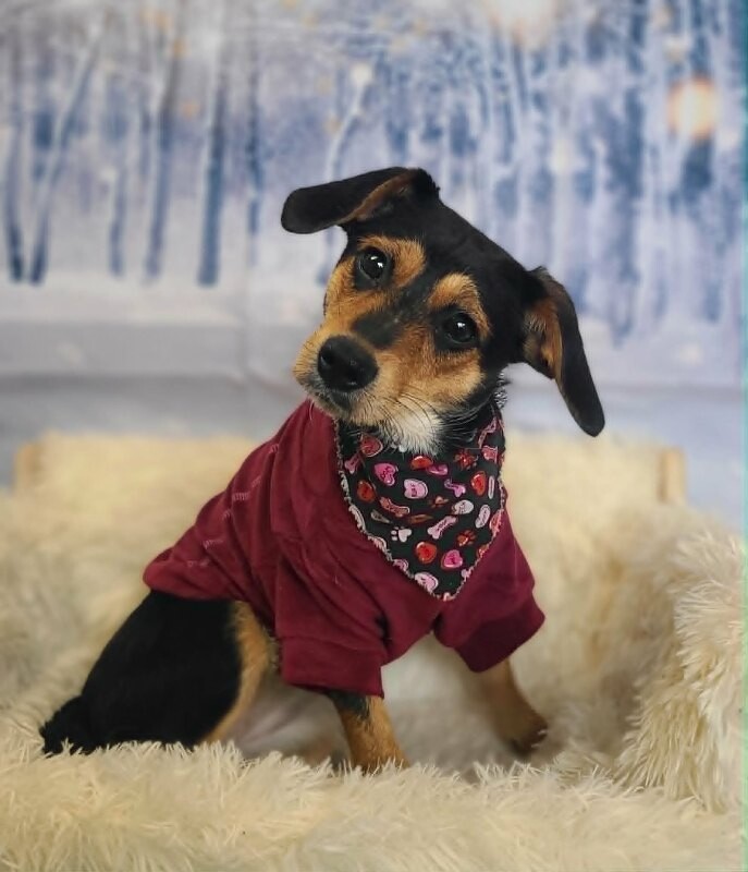 Picture of the Animal Listed